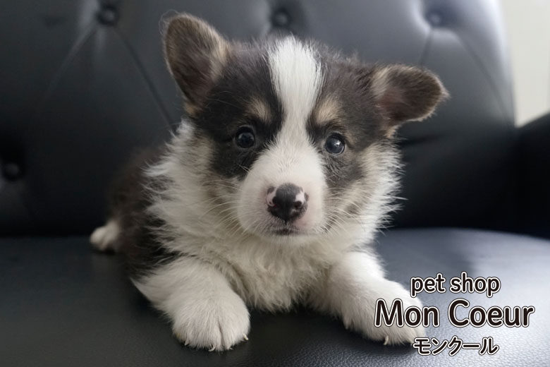 No 2ウェルシュ コーギー ペンブローク Dnaクリア 群馬県高崎市のペットショップ モンクールのペット 仔猫 仔犬 直接ブリーダー販売 格安