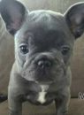 フレンチブルドッグ01